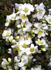 Chaenomeles speciosa 'Nivalis' fehér