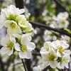 Chaenomeles x superba 'Jet Trail' fehér