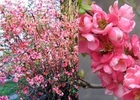 Chaenomeles superba 'Pink Trail'