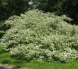 Cornus alba 'Elegantissima'