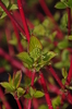 Cornus alba 'Sibirica'