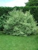 Cornus alba 'Sibirica Variegata'