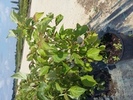 Cornus alternifolia