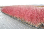 Cornus alba 'Westonbirt'