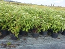 Cornus alba