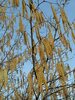 Corylus avellana