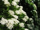 Cornus controversa