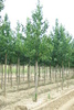 Corylus colurna