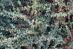 Cotoneaster dammeri 'Coral Beauty'