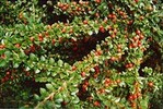 Cotoneaster dammeri 'Eichholcz'
