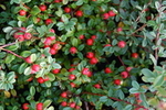 Cotoneaster dammeri 'Skogholm'