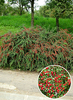 Cotoneaster horizontalis