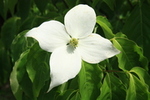 Cornus kousa