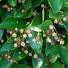 Cotoneaster lucidus