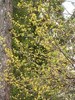 Cornus mas