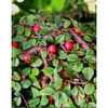 Cotoneaster procumbens 'Queen Of Carpets'
