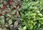 Cotoneaster salicifolius 'Bella'