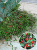 Cotoneaster salicifolius 'Herbstfeuer'