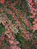 Cotoneaster salicifolius 'Piros Fűzér'