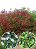Cornus sanguinea