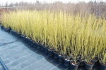 Cornus stolonifera 'Bud's Yellow'