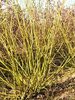 Cornus stolonifera 'Flaviramea'