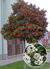 Crataegus lavallei 'Carrierei'