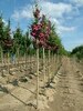 Crataegus laevigata 'Paul's Scarlet'