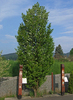 Crataegus monogyna 'Stricta'