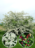 Crataegus monogyna