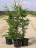Cupressocyparis leylandii