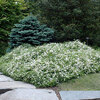 Deutzia gracilis 'Nikko'