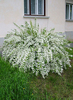 Deutzia gracilis