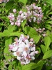 Deutzia x hibrida 'Mont Rose'