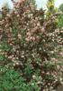 Deutzia x hibrida 'Pink Pom Pom'