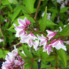 Deutzia kalmiiflora