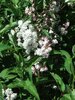 Deutzia scabra 'Codsall Pink'