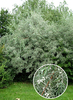 Elaeagnus angustifolia