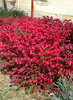 Euonymus alatus 'Chicago Fire'