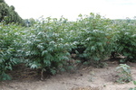 Euonymus alatus 'Compactus'