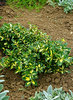 Euonymus fortunei 'Blondy'