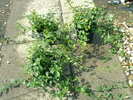 Euonymus fortunei 'Coloratus'