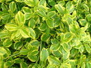 Euonymus fortunei 'Emerald'n Gold'