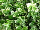 Euonymus fortunei 'Emerald Gaiety'