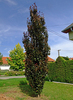 Fagus sylvatica 'Dawyck Purple'
