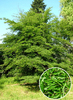 Fagus sylvatica 'Laciniata'