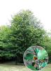 Fagus sylvatica