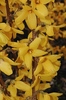 Forsythia 'Goldrausch'
