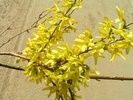 Forsythia intermedia 'Lynwood'