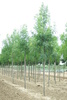 Fraxinus angustifolia 'Raywood'